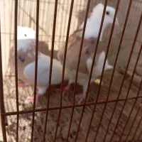 طوقی خال سیاه