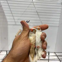 فنچ زبرا جوجه شارکول لایت بک وانگلیسی|پرنده|شیراز, امام حسین|دیوار