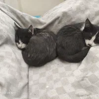 واگزاری 4تا بچه گربه|گربه|کرمانشاه, |دیوار