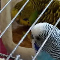 پنج عدد مرغ عشق سالم با قفس|پرنده|اسلامشهر, شهرک واوان|دیوار