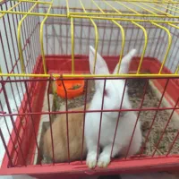 خرگوش مینیاتوری|موش و خرگوش|کرمانشاه, |دیوار