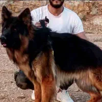 واگذاری سگ ژرمن و مالینویز