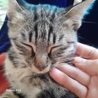 واگذاری گربه