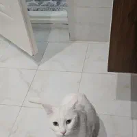 گربه گمشده در محدوده خیابان سرباز