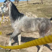 اسب نژاد دار اصیل|اسب و تجهیزات اسب‌سواری|خرم‌آباد, |دیوار