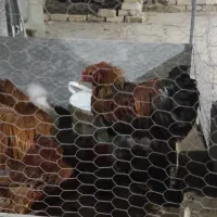 جوجه،جوجه گلین اصل ،خروس گلین اصل