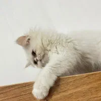 بچه گربه پرشین اصیل