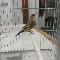 سهره دورگ کرمانی کوتاه بلند