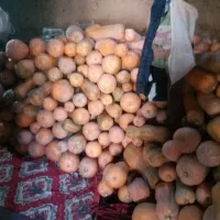 کدو حلوایی درجه یک|خوردنی و آشامیدنی|شاهین دژ, |دیوار