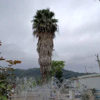 فروش 2‌ اصله درخت پالم تزیینی