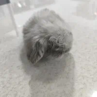 خرگوش لوپ معاوضه با هلندی گرینچیک|موش و خرگوش|کرمان, |دیوار