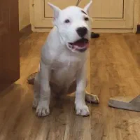 دوگو آرژانتینو