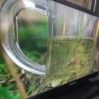 تلوزیون ۴۳ اینچ سامسونگ