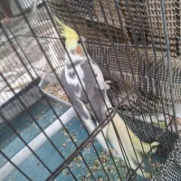 عروس هلندی ابلق