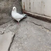 کبوترکینگ یامرغی.ومرغ عشق.لنده|پرنده|لنده, |دیوار