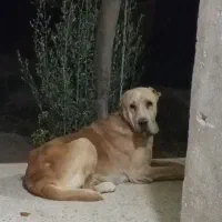 ماده خراسانی اصیل|سگ|رباط‌کریم, رباط‌کریم|دیوار