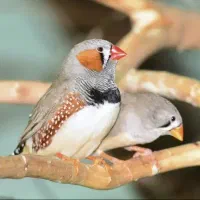 فنچ ومرغ عشق|پرنده|مسجد سلیمان, |دیوار