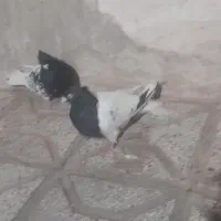 کبوتر|پرنده|نیشابور, مازول|دیوار