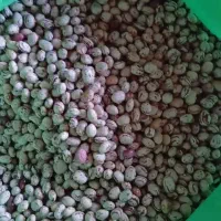 لوبیا چتی برداشت امسال