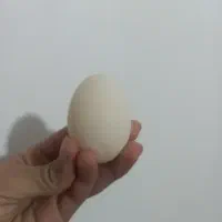 تخم اردک اسرائیلی نطفه دار