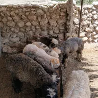 بره درجه یک نامبروان
