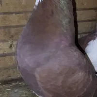 فروش کبوترای جفتگاهی و پرشی