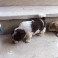 توله پاکوتاه