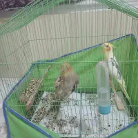 عروس پاریس دستی