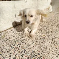 اشپیتز پامر .شیتزو سوپر فلت .آموزش دیده|سگ|کرمان, |دیوار