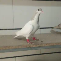 کفتریا کبوتر|پرنده|اقبالیه, |دیوار