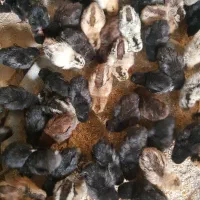 جوجه مرغ عربی اصل بشرط کرک ۶روزه