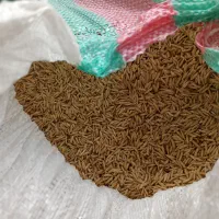 بزر شالی طارم دم سیاه درجه یک یک قیمت275