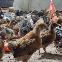 جوجه گلپایگان  ۴۵روزه  عمده و خرده گوشتی و برهما