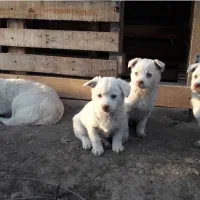 پاکوتا سرابی|سگ|مشکیندشت, |دیوار