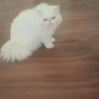 خط تلفن ثابت