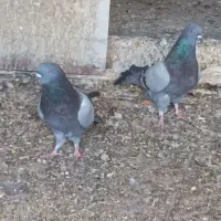 پرنده|پرنده|اصفهان, شهرک کاوه|دیوار