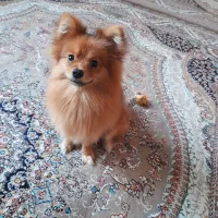 سگ پامر خرسی