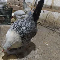 تخم نطفه دار براکل. سبرایت و سبرایت بوف|حیوانات مزرعه|ساوه, |دیوار