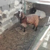 کهره نر|حیوانات مزرعه|زرین دشت (فارس), |دیوار