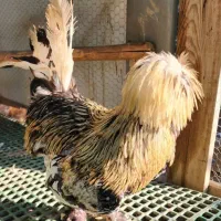 مرغ وخروس سلطان