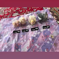 عروس هلندی سرلاکی رام