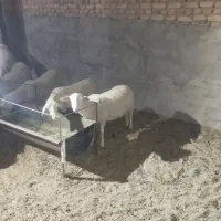 میش لاکن|حیوانات مزرعه|اشکذر, |دیوار