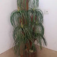نخل فوق العاده زیبا