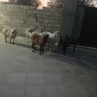 یه برنر افشار یه چینی کاور اوست با یه لتکی اوست