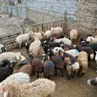 فروش گوسفند زنده جهت قربانی
