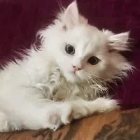 گربه گمشده