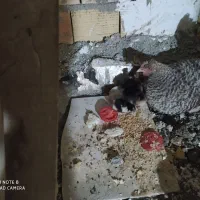 مرغ به همراه جوجه هاش|حیوانات مزرعه|محمدشهر, محمدشهر|دیوار