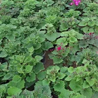 گل سینره عمده