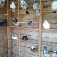 کبوتر|پرنده|رشت, حومه رشت|دیوار