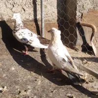 یک جفت دمبی در جه یک